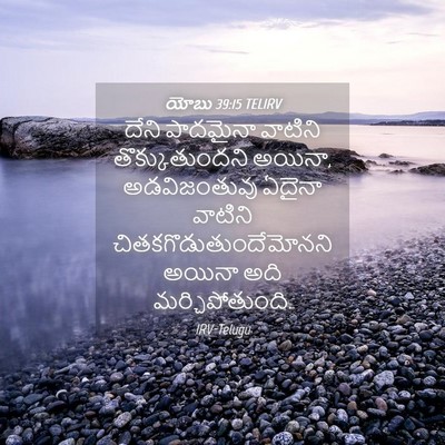 Picture 04 - యోబు 39:15 TELIRV - దేని పాదమైనా - Bible Verse Picture