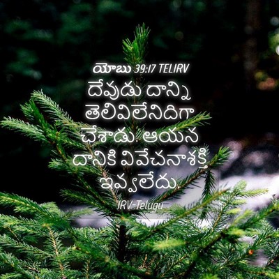 Picture 04 - యోబు 39:17 TELIRV - దేవుడు దాన్ని - Bible Verse Picture