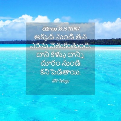Picture 04 - యోబు 39:29 TELIRV - అక్కడ నుండి తన - Bible Verse Picture