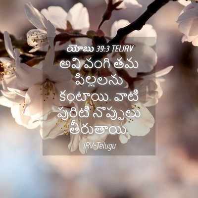 Picture 04 - యోబు 39:3 TELIRV - అవి వంగి తమ - Bible Verse Picture