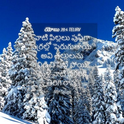 Picture 04 - యోబు 39:4 TELIRV - వాటి పిల్లలు - Bible Verse Picture