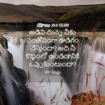 Picture 04 - యోబు 39:9 TELIRV - అడివి దున్న నీకు - Bible Verse Picture