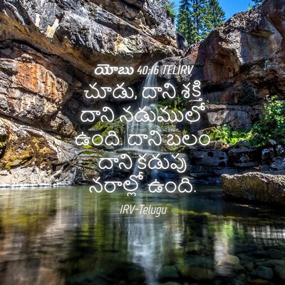 Picture 04 - యోబు 40:16 TELIRV - చూడు, దాని శక్తి - Bible Verse Picture
