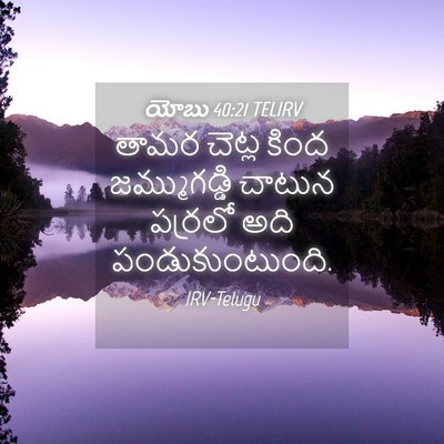 Picture 04 - యోబు 40:21 TELIRV - తామర చెట్ల కింద - Bible Verse Picture