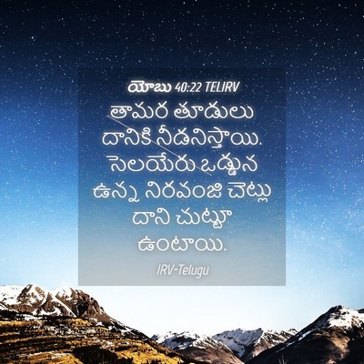 Picture 04 - యోబు 40:22 TELIRV - తామర తూడులు - Bible Verse Picture