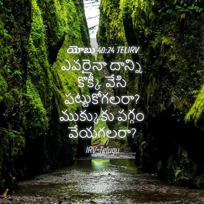 Picture 04 - యోబు 40:24 TELIRV - ఎవరైనా దాన్ని - Bible Verse Picture