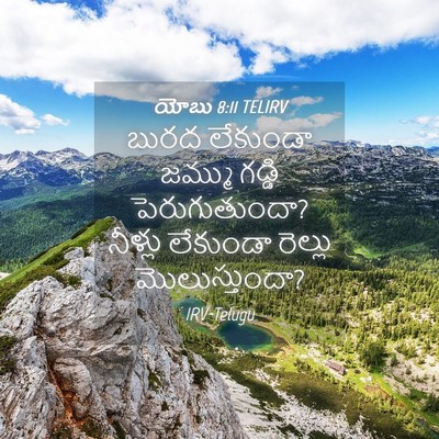 Picture 04 - యోబు 8:11 TELIRV - బురద లేకుండా - Bible Verse Picture