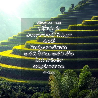 Picture 04 - యోబు 8:16 TELIRV - భక్తిహీనుడు - Bible Verse Picture