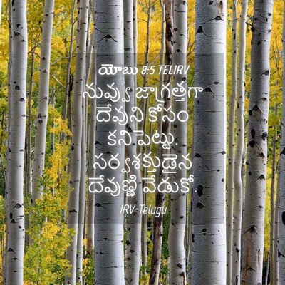 Picture 04 - యోబు 8:5 TELIRV - నువ్వు జాగ్రత్తగా - Bible Verse Picture