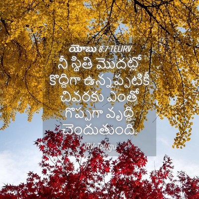 Picture 04 - యోబు 8:7 TELIRV - నీ స్థితి మొదట్లో - Bible Verse Picture