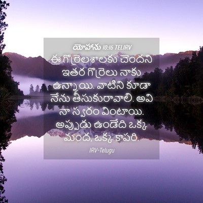 Picture 04 - యోహాను 10:16 TELIRV - ఈ గొర్రెలశాలకు - Bible Verse Picture