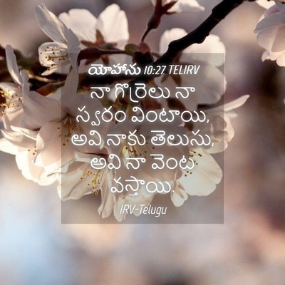Picture 04 - యోహాను 10:27 TELIRV - నా గొర్రెలు నా - Bible Verse Picture
