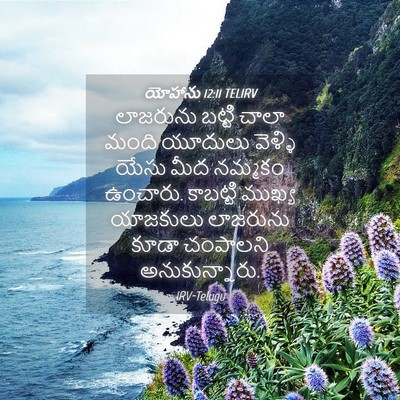 Picture 04 - యోహాను 12:11 TELIRV - లాజరును బట్టి - Bible Verse Picture