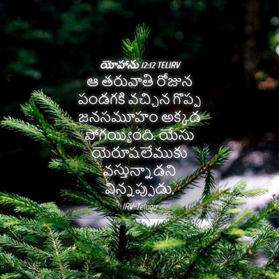 Picture 04 - యోహాను 12:12 TELIRV - ఆ తరువాతి రోజున - Bible Verse Picture