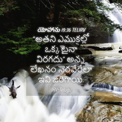 Picture 04 - యోహాను 19:36 TELIRV - “అతని ఎముకల్లో - Bible Verse Picture
