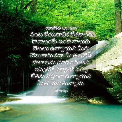 Picture 04 - యోహాను 4:35 TELIRV - పంట కోయడానికి - Bible Verse Picture