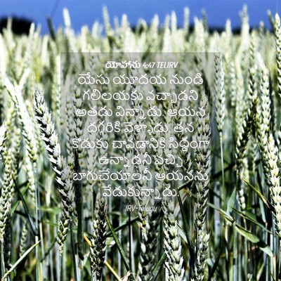 Picture 04 - యోహాను 4:47 TELIRV - యేసు యూదయ నుండి - Bible Verse Picture