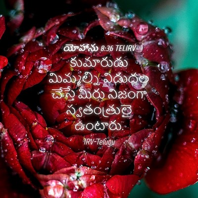 Picture 04 - యోహాను 8:36 TELIRV - కుమారుడు - Bible Verse Picture