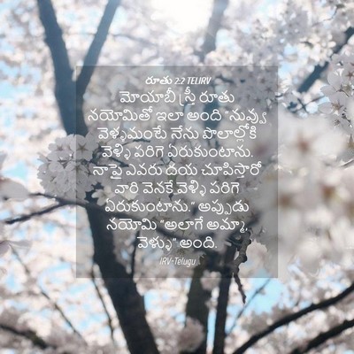 Picture 04 - రూతు 2:2 TELIRV - మోయాబీ స్త్రీ - Bible Verse Picture