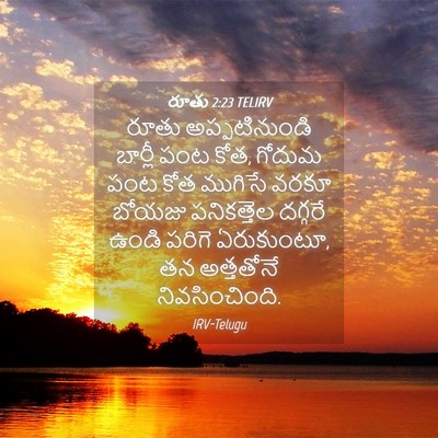 Picture 04 - రూతు 2:23 TELIRV - రూతు అప్పటినుండి - Bible Verse Picture