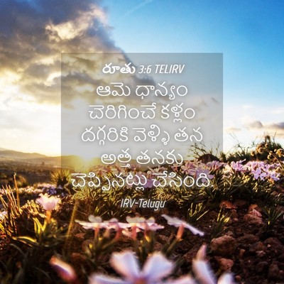 Picture 04 - రూతు 3:6 TELIRV - ఆమె ధాన్యం - Bible Verse Picture