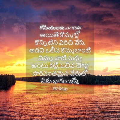 Picture 04 - రోమీయులకు 11:17 TELIRV - అయితే కొమ్మల్లో - Bible Verse Picture