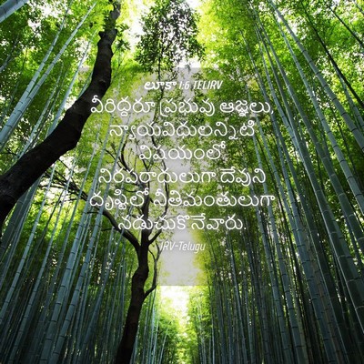 Picture 04 - లూకా 1:6 TELIRV - వీరిద్దరూ ప్రభువు - Bible Verse Picture