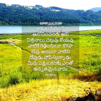 Picture 04 - లూకా 12:24 TELIRV - కాకుల గురించి - Bible Verse Picture