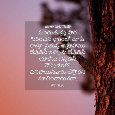 Picture 04 - లూకా 20:37 TELIRV - మండుతున్న పొద - Bible Verse Picture