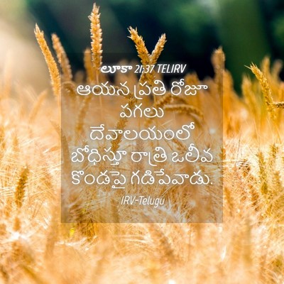 Picture 04 - లూకా 21:37 TELIRV - ఆయన ప్రతి రోజూ - Bible Verse Picture