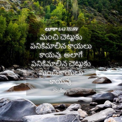 Picture 04 - లూకా 6:43 TELIRV - మంచి చెట్టుకు - Bible Verse Picture