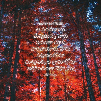 Picture 04 - లూకా 8:34 TELIRV - ఆ పందులను - Bible Verse Picture