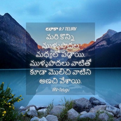 Picture 04 - లూకా 8:7 TELIRV - మరి కొన్ని - Bible Verse Picture