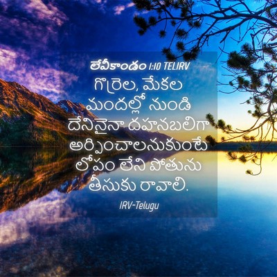Picture 04 - లేవీకాండం 1:10 TELIRV - గొర్రెల, మేకల - Bible Verse Picture
