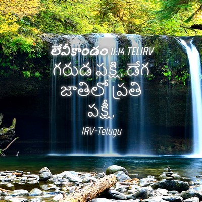 Picture 04 - లేవీకాండం 11:14 TELIRV - గరుడ పక్షి, డేగ - Bible Verse Picture