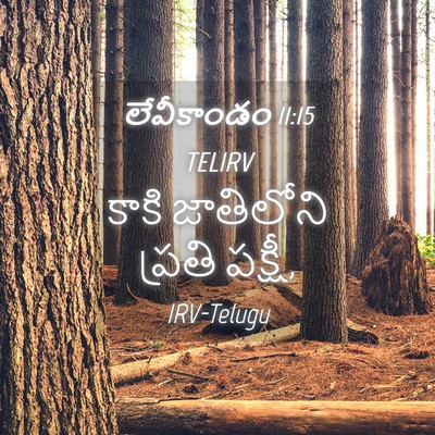 Picture 04 - లేవీకాండం 11:15 TELIRV - కాకి జాతిలోని - Bible Verse Picture