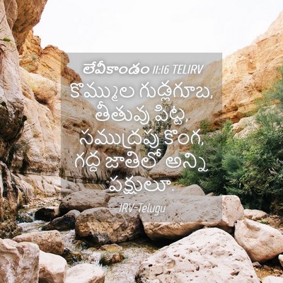 Picture 04 - లేవీకాండం 11:16 TELIRV - కొమ్ముల గుడ్లగూబ, - Bible Verse Picture