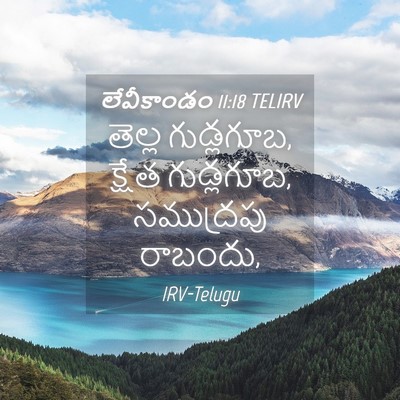 Picture 04 - లేవీకాండం 11:18 TELIRV - తెల్ల గుడ్లగూబ, - Bible Verse Picture