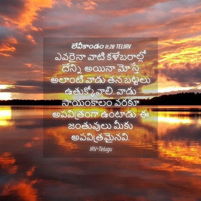 Picture 04 - లేవీకాండం 11:28 TELIRV - ఎవరైనా వాటి - Bible Verse Picture