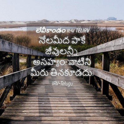 Picture 04 - లేవీకాండం 11:41 TELIRV - నేలమీద పాకే - Bible Verse Picture