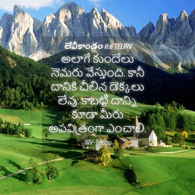 Picture 04 - లేవీకాండం 11:6 TELIRV - అలాగే కుందేలు - Bible Verse Picture
