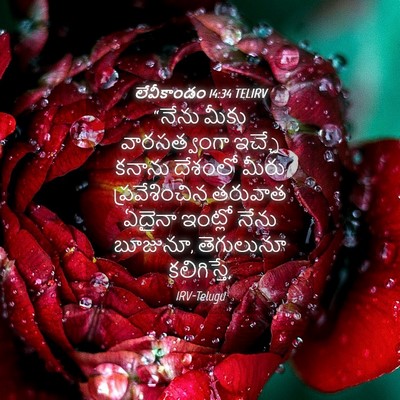 Picture 04 - లేవీకాండం 14:34 TELIRV - “నేను మీకు - Bible Verse Picture