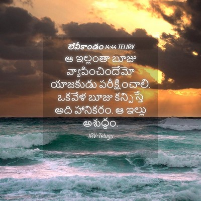Picture 04 - లేవీకాండం 14:44 TELIRV - ఆ ఇల్లంతా బూజు - Bible Verse Picture