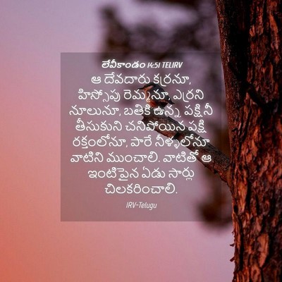 Picture 04 - లేవీకాండం 14:51 TELIRV - ఆ దేవదారు కర్రనూ, - Bible Verse Picture