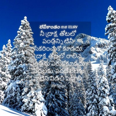Picture 04 - లేవీకాండం 19:10 TELIRV - నీ ద్రాక్ష తోటలో - Bible Verse Picture