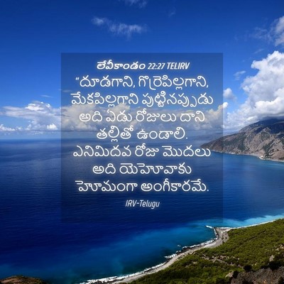 Picture 04 - లేవీకాండం 22:27 TELIRV - “దూడగాని, - Bible Verse Picture