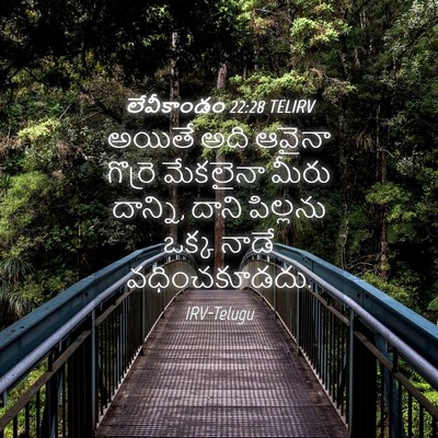 Picture 04 - లేవీకాండం 22:28 TELIRV - అయితే అది ఆవైనా - Bible Verse Picture