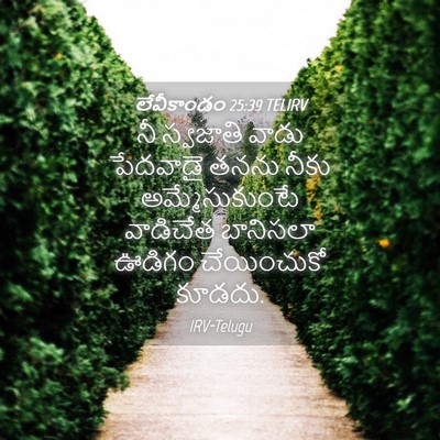 Picture 04 - లేవీకాండం 25:39 TELIRV - నీ స్వజాతి వాడు - Bible Verse Picture