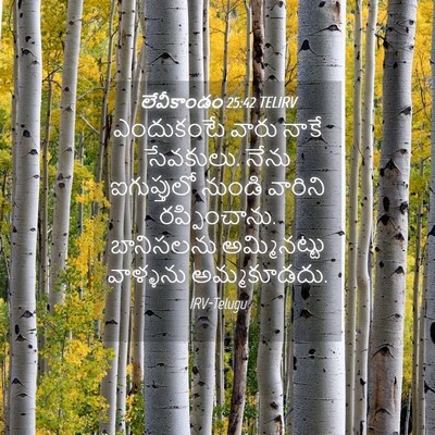 Picture 04 - లేవీకాండం 25:42 TELIRV - ఎందుకంటే వారు - Bible Verse Picture
