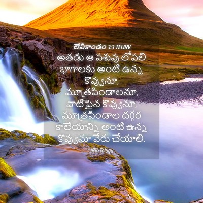 Picture 04 - లేవీకాండం 3:3 TELIRV - అతడు ఆ పశువు లోపలి - Bible Verse Picture